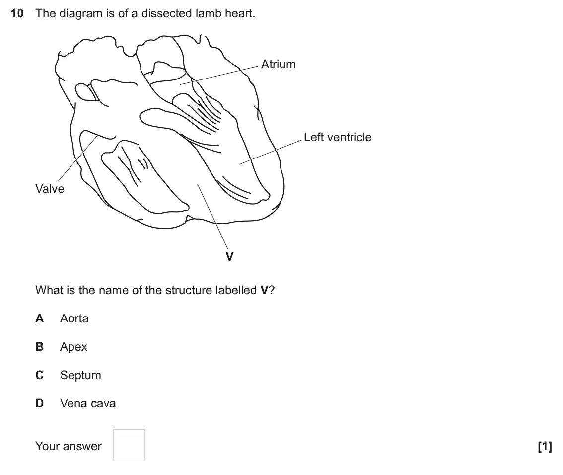 June 2025 AS Paper 1, question 10: The diagram is of a dissected lamb heart. Atrium Left ventricle Valve V What is the name of the structure labelled V? A Aorta B Apex C Septum D Vena cava Your a