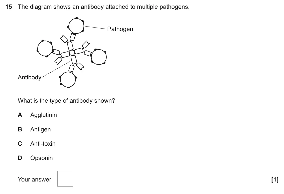 June 2025 AS Paper 1, question 15: The diagram shows an antibody attached to multiple pathogens. Pathogen Antibody What is the type of antibody shown? A Agglutinin B Antigen C Anti-toxin D Opsoni
