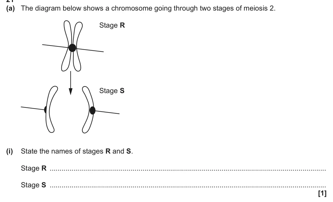 June 2025 AS Paper 1, question 21(a)(i): State the names of stages R and S. Stage R Stage S [1]