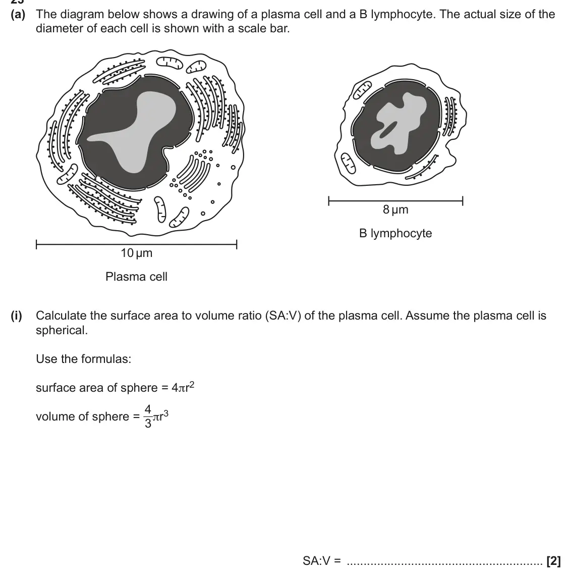 June 2025 AS Paper 1, question 23(a)(i): Calculate the surface area to volume ratio (SA:V) of the plasma cell. Assume the plasma cell is spherical. Use the formulas: surface area of sphere = 4πr2 volum