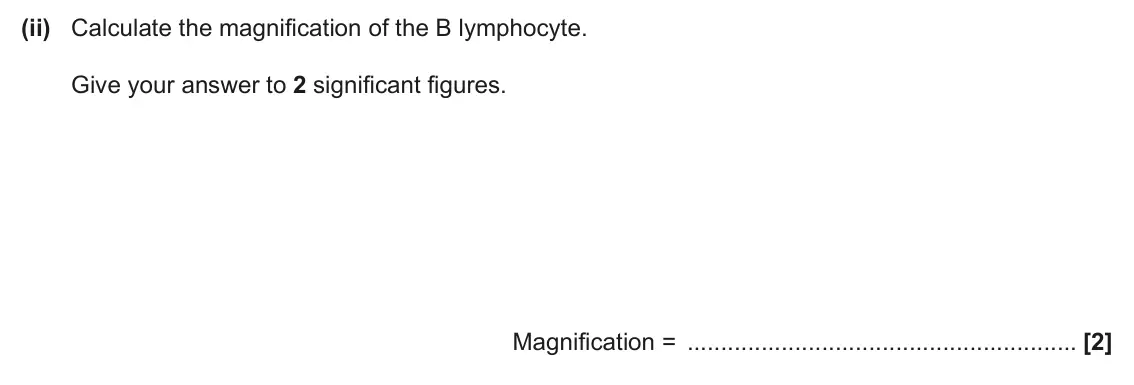 June 2025 AS Paper 1, question 23(a)(ii): Calculate the magnification of the B lymphocyte. Give your answer to 2 significant figures. Magnification = [2]
