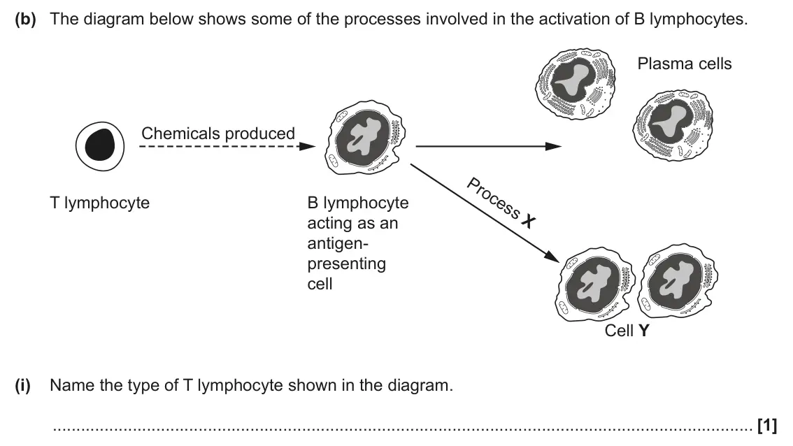 June 2025 AS Paper 1, question 23(b)(i): Name the type of T lymphocyte shown in the diagram. [1]