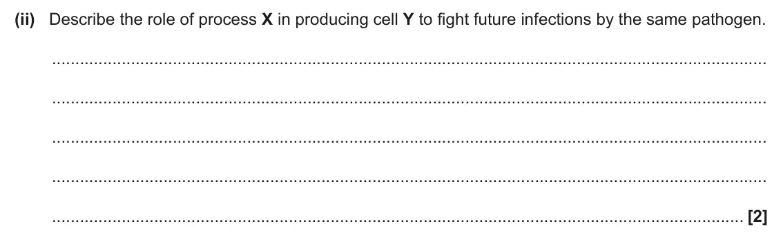 June 2025 AS Paper 1, question 23(b)(ii): Describe the role of process X in producing cell Y to fight future infections by the same pathogen. [2]
