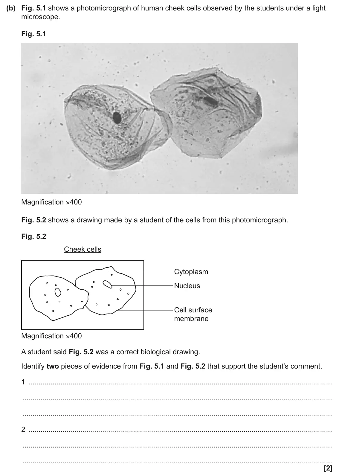 June 2024 AS Paper 2, question 5(b): Fig. 5.1 shows a photomicrograph of human cheek cells observed by the students under a light microscope. Fig. 5.1 Magnification ×400 Fig. 5.2 shows a drawing ma
