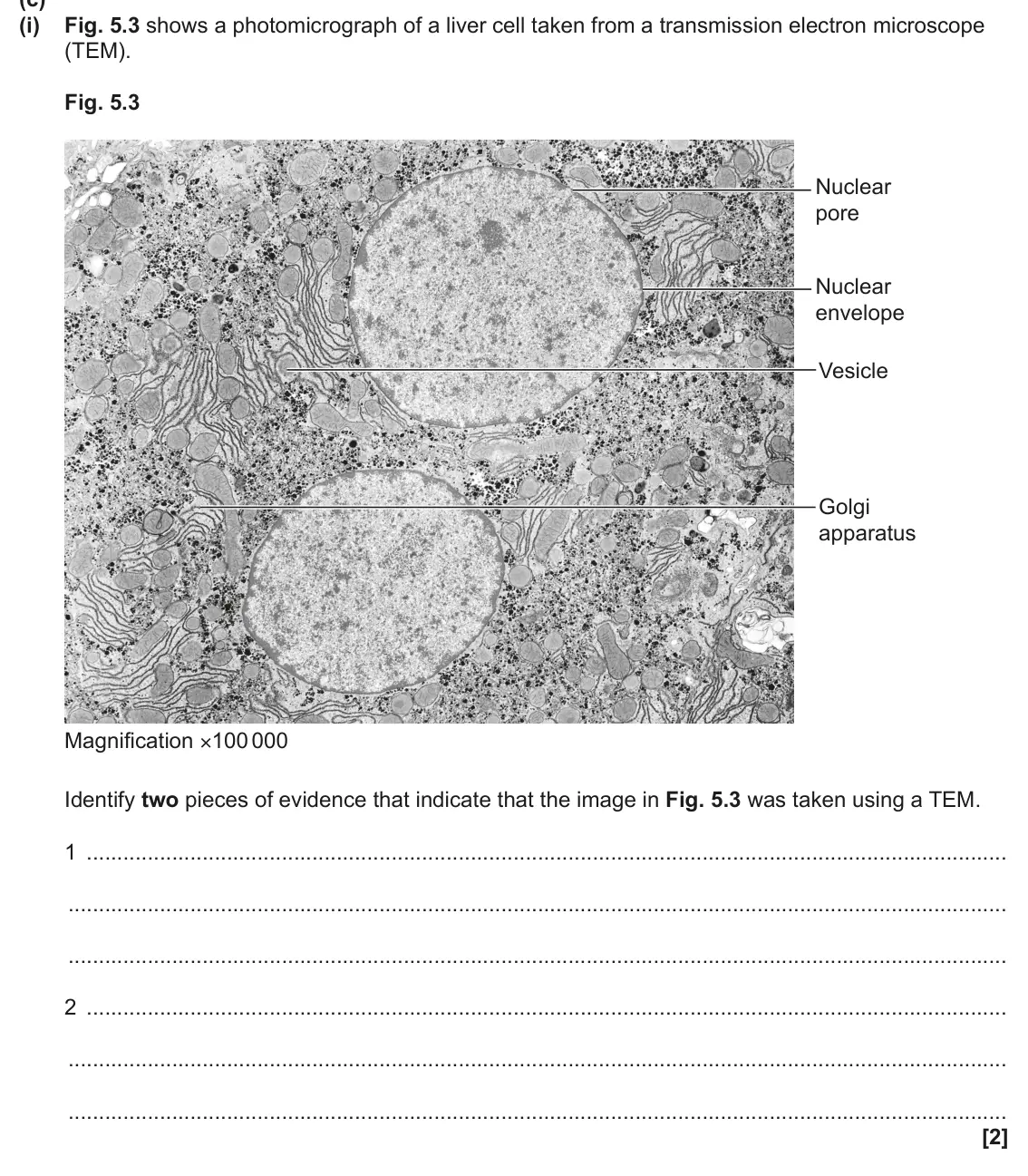 June 2024 AS Paper 2, question 5(c)(i): Fig. 5.3 shows a photomicrograph of a liver cell taken from a transmission electron microscope (TEM). Fig. 5.3 Nuclear pore Nuclear envelope Vesicle Golgi appar