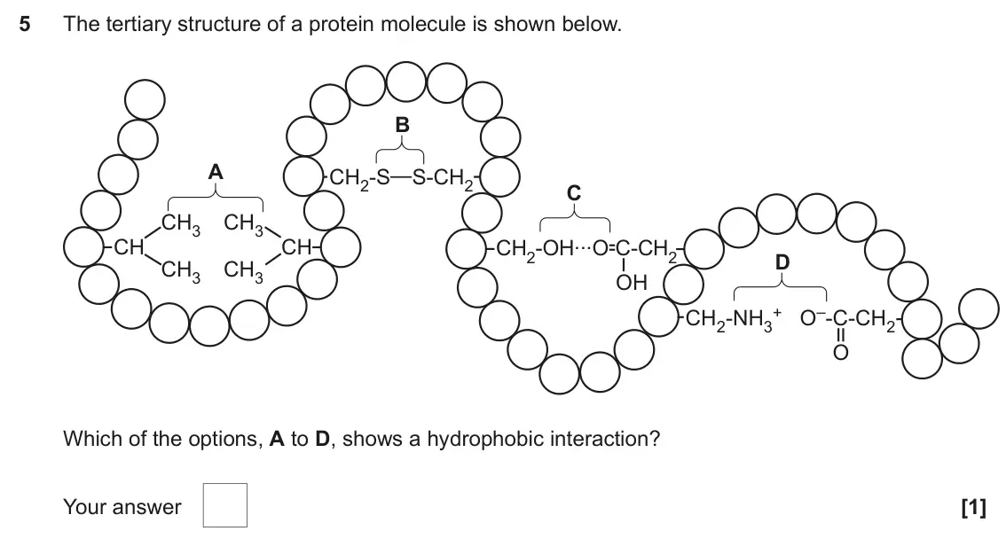 June 2024 AS Paper 1, question 5: The tertiary structure of a protein molecule is shown below. B A CH2-S—S-CH2 C CH3 CH3 CH2-OH...O-C-CH2 - CH CH D CH3 CH3 OH + O–-C-CH2 CH2-NH3 O Which of the o