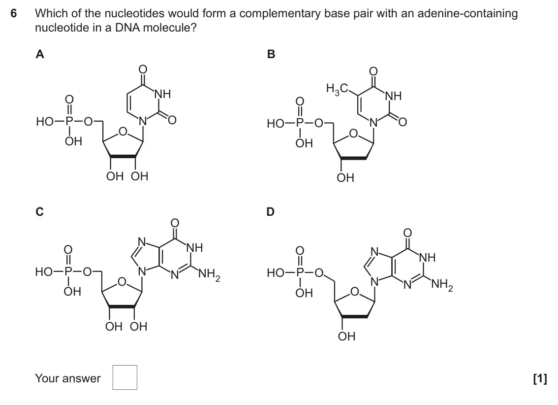 June 2024 AS Paper 1, question 6: Which of the nucleotides would form a complementary base pair with an adenine-containing nucleotide in a DNA molecule? A B O O H3C NH NH O O O P N HO O O HO P O