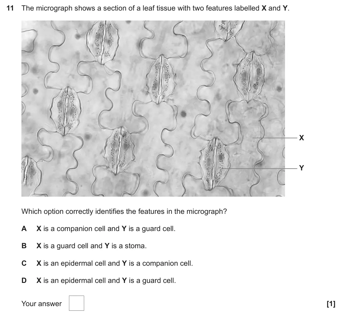 June 2024 AS Paper 1, question 11: The micrograph shows a section of a leaf tissue with two features labelled X and Y. X Y Which option correctly identifies the features in the micrograph? A X is