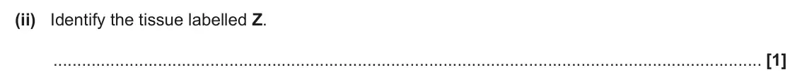 June 2024 AS Paper 1, question 21(b)(ii): Identify the tissue labelled Z. [1]