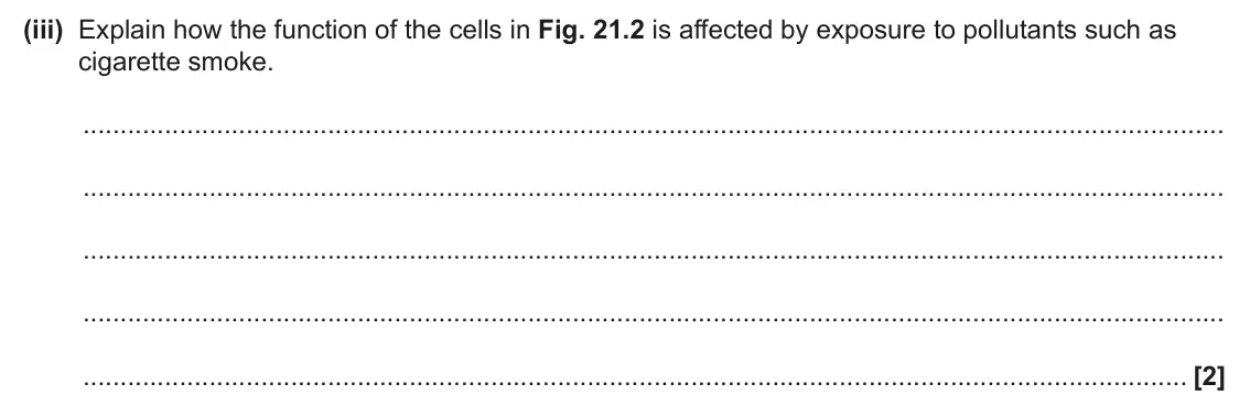 June 2024 AS Paper 1, question 21(c)(iii): Explain how the function of the cells in Fig. 21.2 is affected by exposure to pollutants such as cigarette smoke. [2]
