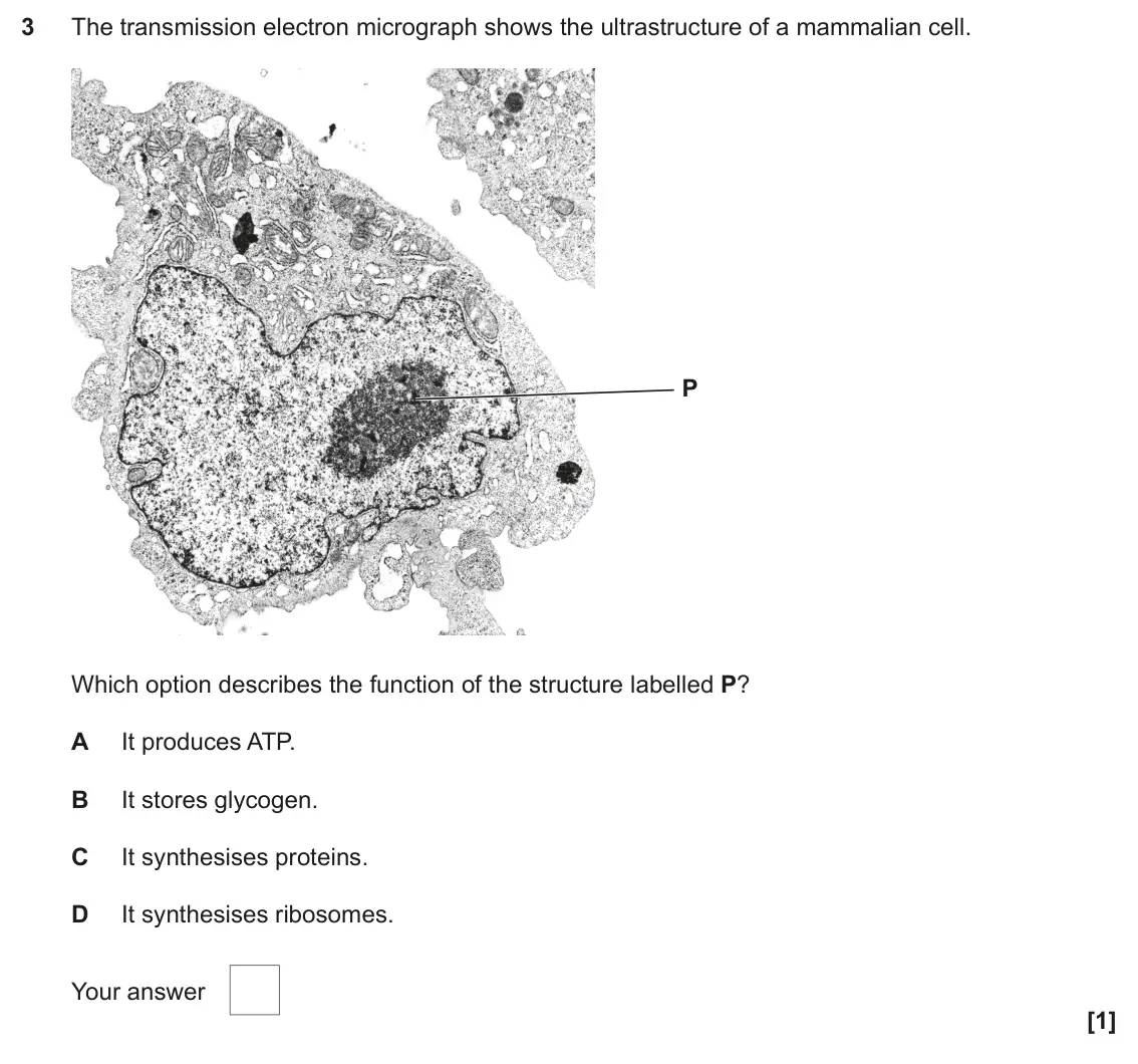 June 2025 AS Paper 1, question 3: The transmission electron micrograph shows the ultrastructure of a mammalian cell. P Which option describes the function of the structure labelled P? A It produ