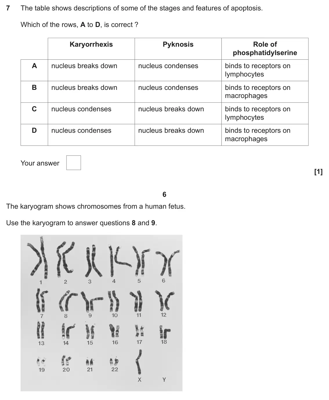 June 2025 AS Paper 1, question 7: The table shows descriptions of some of the stages and features of apoptosis. Which of the rows, A to D, is correct ? Karyorrhexis Pyknosis Role of phosphatidyl