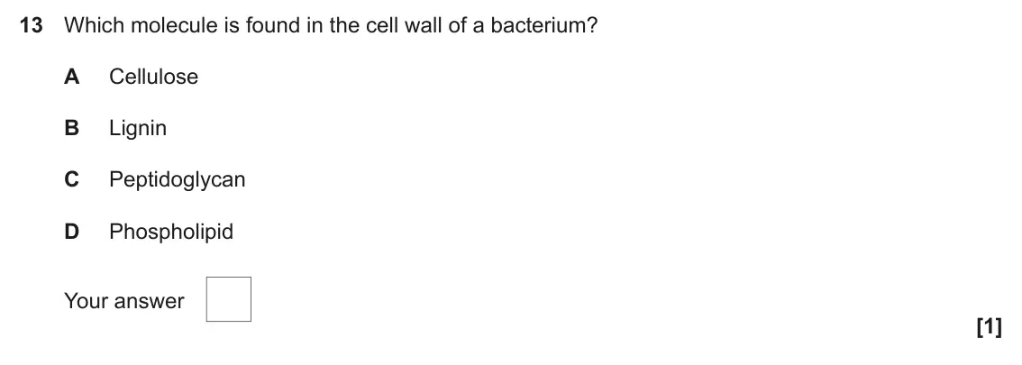 June 2025 AS Paper 1, question 13: Which molecule is found in the cell wall of a bacterium? A Cellulose B Lignin C Peptidoglycan D Phospholipid Your answer [1]