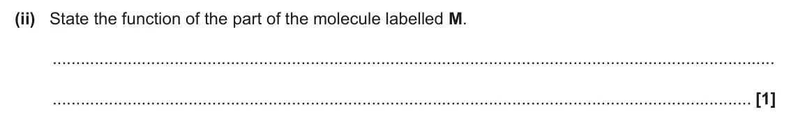 June 2025 AS Paper 1, question 22(a)(ii): State the function of the part of the molecule labelled M. [1]