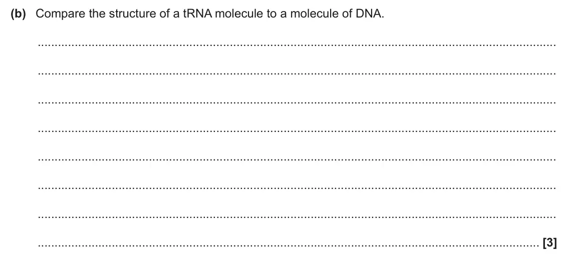 June 2025 AS Paper 1, question 22(b): Compare the structure of a tRNA molecule to a molecule of DNA. [3]