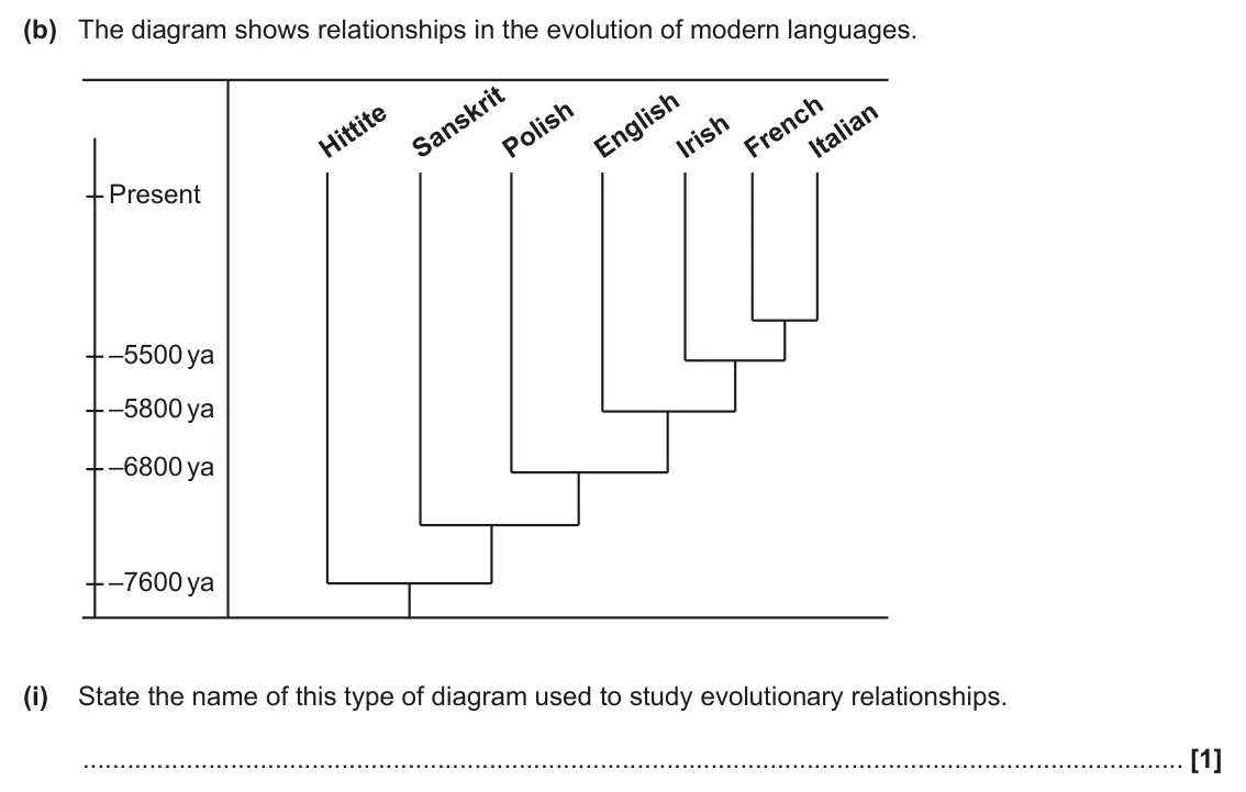 June 2025 AS Paper 1, question 23(b)(i): State the name of this type of diagram used to study evolutionary relationships. [1]