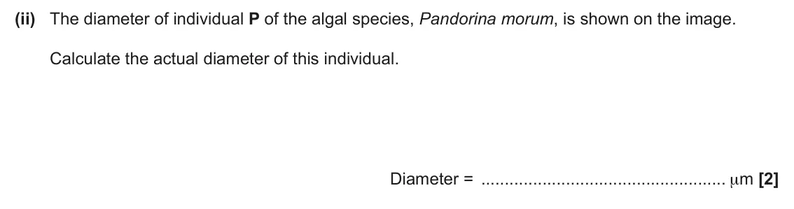 June 2025 AS Paper 1, question 25(b)(ii): The diameter of individual P of the algal species, Pandorina morum, is shown on the image. Calculate the actual diameter of this individual. Diameter = μm [2]