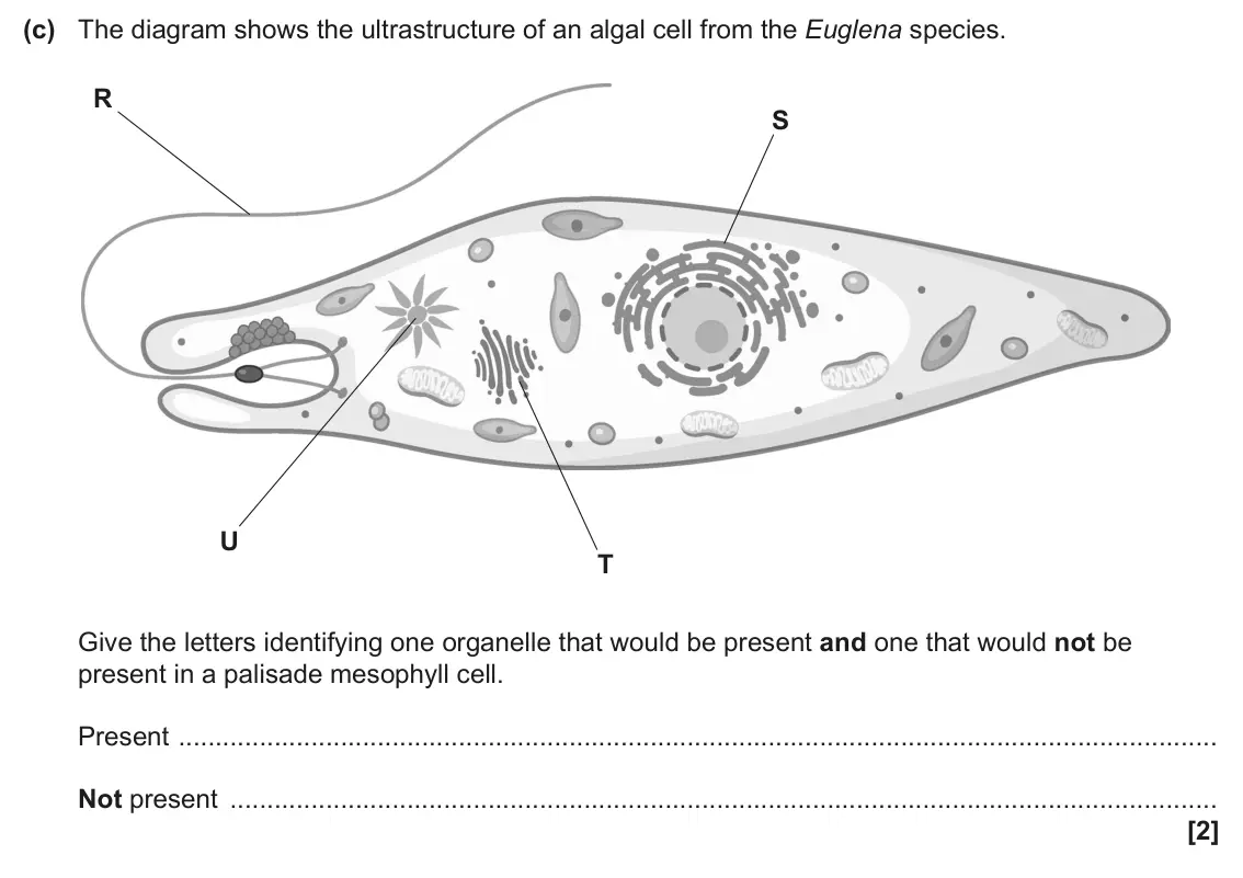 June 2025 AS Paper 1, question 25(c): The diagram shows the ultrastructure of an algal cell from the Euglena species. R S U T Give the letters identifying one organelle that would be present and one
