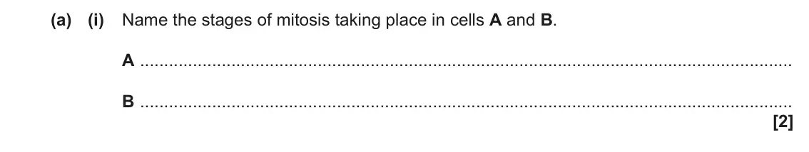 June 2022 AS Paper 2, question 1(a)(i): Name the stages of mitosis taking place in cells A and B. A B [2]