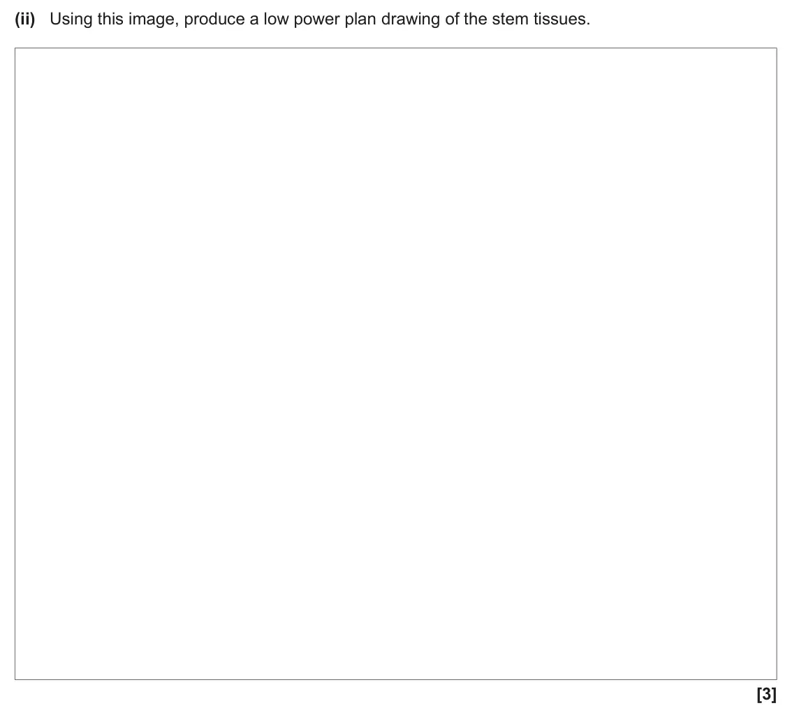 June 2024 AS Paper 2, question 1(a)(ii): Using this image, produce a low power plan drawing of the stem tissues. [3]