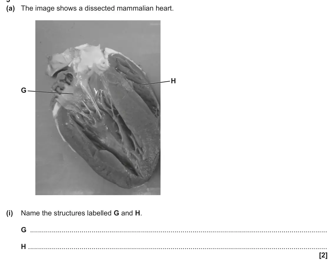 June 2024 AS Paper 2, question 3(a)(i): Name the structures labelled G and H. G H [2]