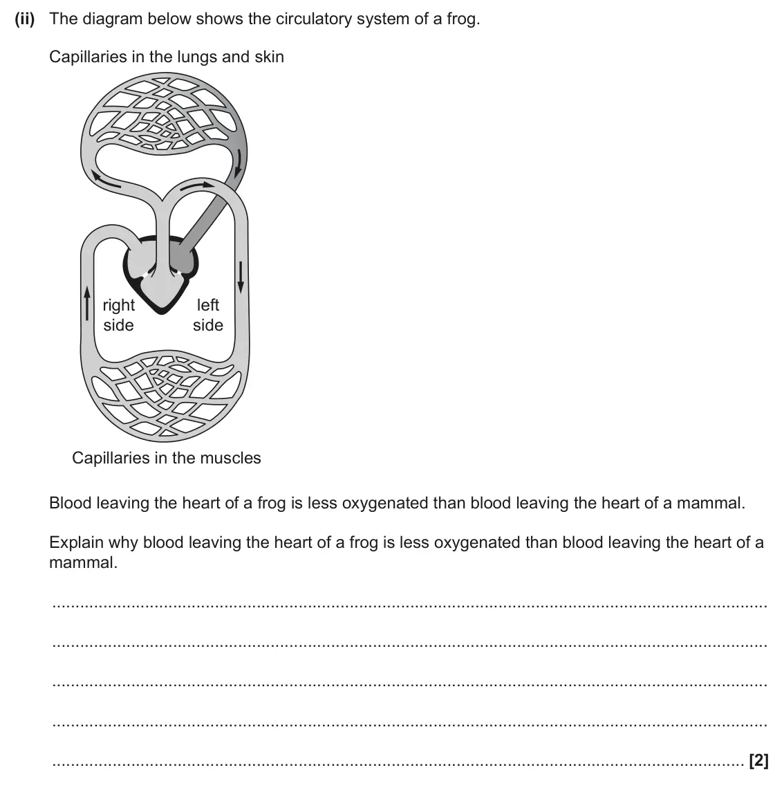 June 2025 AS Paper 2, question 1(a)(ii): The diagram below shows the circulatory system of a frog. Capillaries in the lungs and skin right left side side Capillaries in the muscles Blood leaving the he