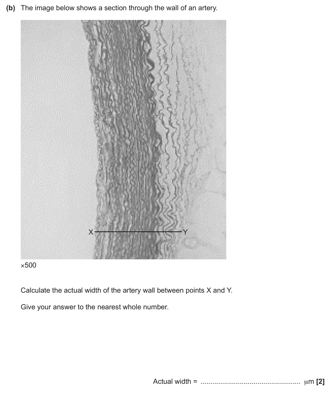 June 2025 AS Paper 2, question 1(b): The image below shows a section through the wall of an artery. X Y ×500 Calculate the actual width of the artery wall between points X and Y. Give your answer t