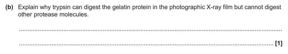 June 2025 AS Paper 2, question 4(b): Explain why trypsin can digest the gelatin protein in the photographic X-ray film but cannot digest other protease molecules. [1]