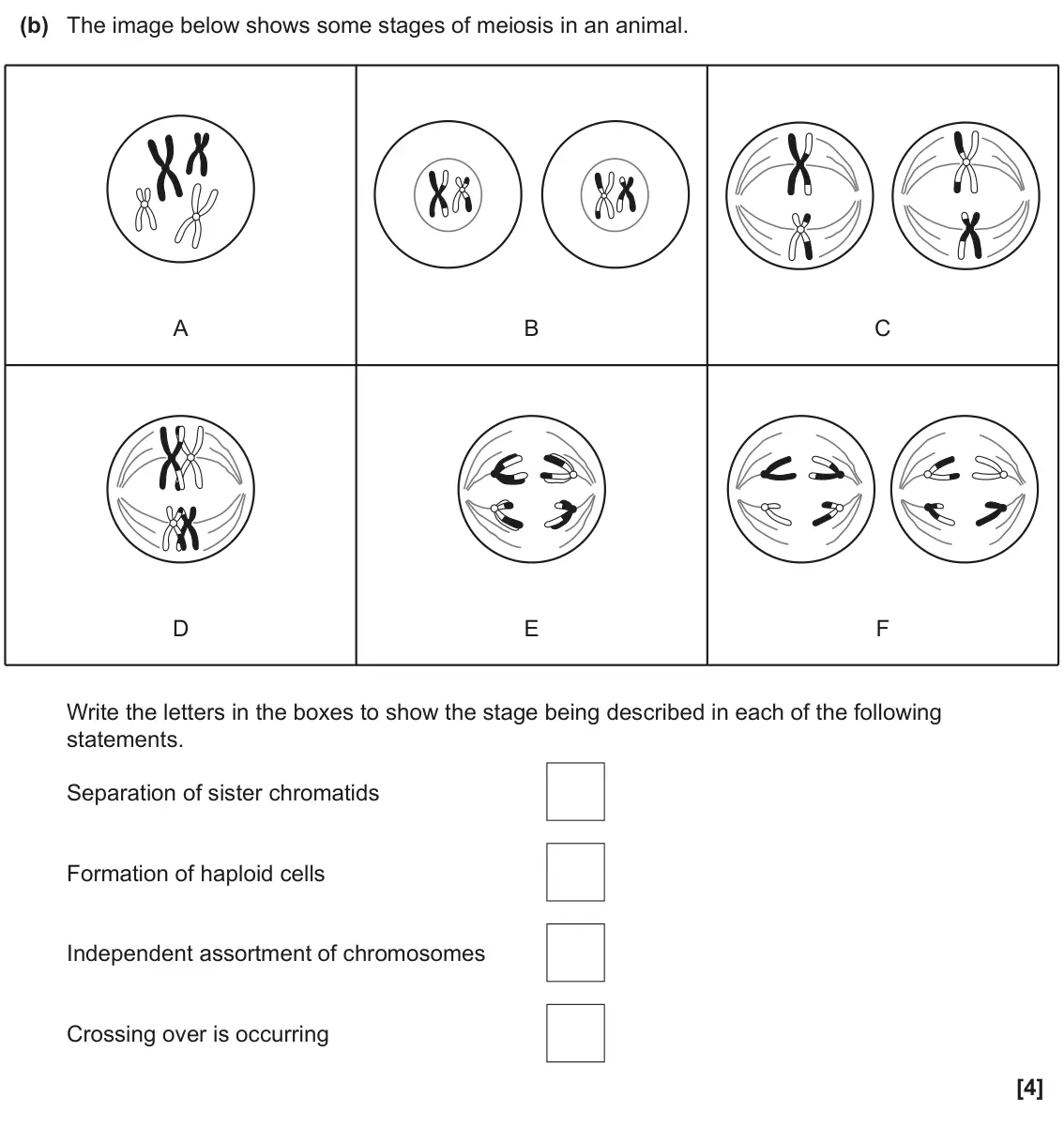 June 2025 AS Paper 2, question 6(b): The image below shows some stages of meiosis in an animal. A B C D E F Write the letters in the boxes to show the stage being described in each of the following