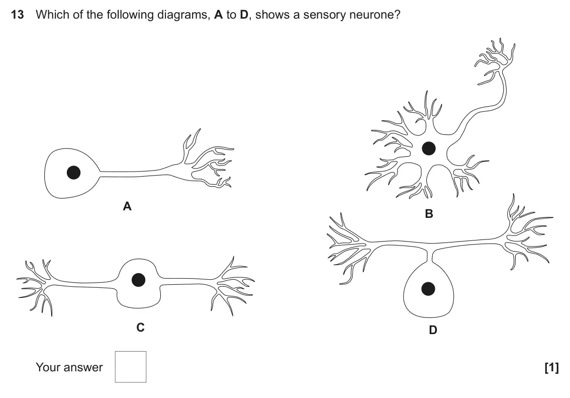June 2018 Paper 1, question 13: Which of the following diagrams, A to D, shows a sensory neurone? A B C D Your answer [1]