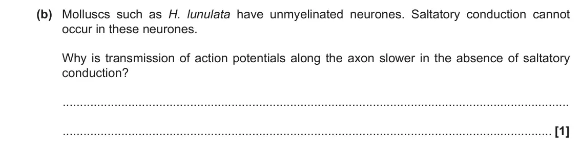 June 2018 Paper 1, question 21(b): Molluscs such as H. lunulata have unmyelinated neurones. Saltatory conduction cannot occur in these neurones. Why is transmission of action potentials along the