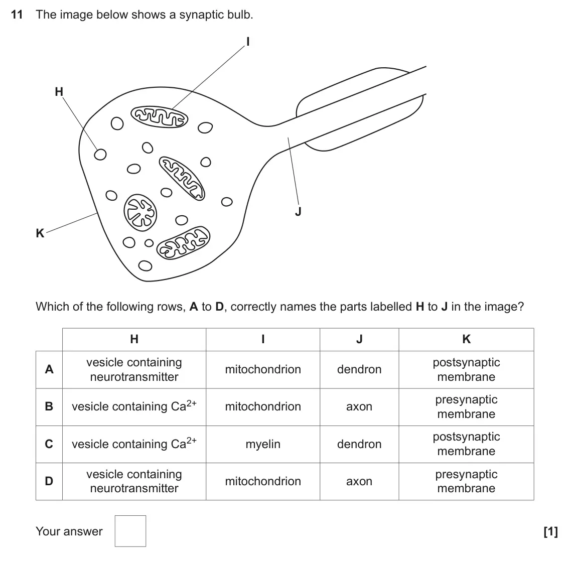 June 2019 Paper 1, question 11: The image below shows a synaptic bulb. I H J K Which of the following rows, A to D, correctly names the parts labelled H to J in the image? H I J K vesicle cont