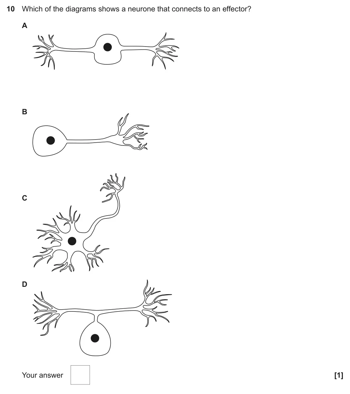 June 2023 Paper 1, question 10: Which of the diagrams shows a neurone that connects to an effector? A B C D Your answer [1]