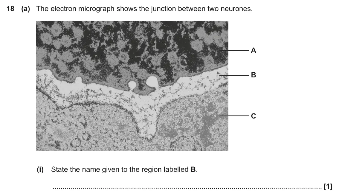 June 2023 Paper 1, question 18(a)(i): State the name given to the region labelled B. [1]