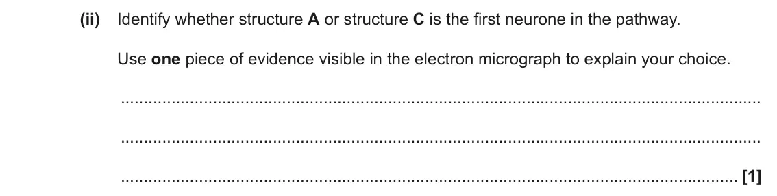 June 2023 Paper 1, question 18(a)(ii): Identify whether structure A or structure C is the first neurone in the pathway. Use one piece of evidence visible in the electron micrograph to explain your ch
