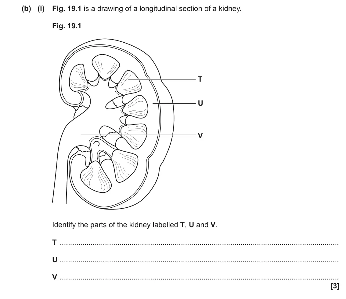 June 2023 Paper 1, question 19(b)(i): Fig. 19.1 is a drawing of a longitudinal section of a kidney. Fig. 19.1 T U V Identify the parts of the kidney labelled T, U and V. T U V [3]
