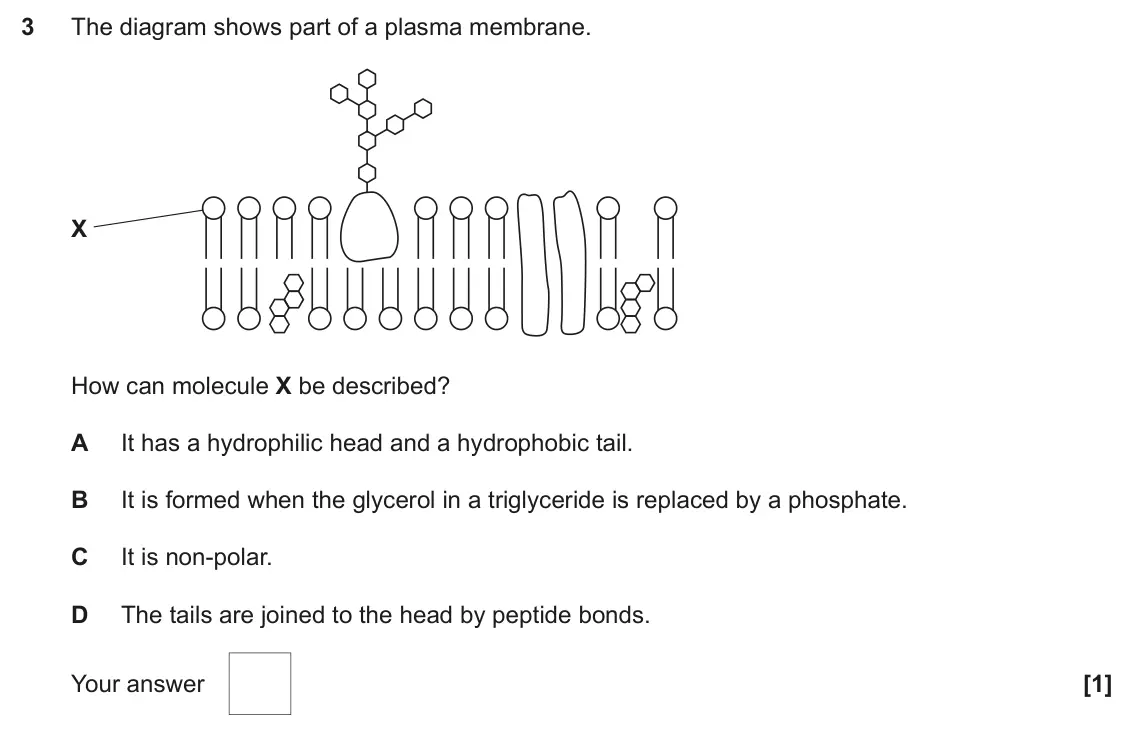 June 2024 Paper 1, question 3: The diagram shows part of a plasma membrane. X How can molecule X be described? A It has a hydrophilic head and a hydrophobic tail. B It is formed when the glyc