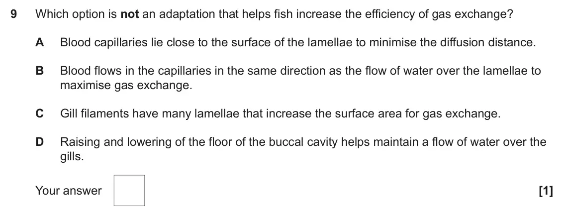 June 2024 Paper 1, question 9: Which option is not an adaptation that helps fish increase the efficiency of gas exchange? A Blood capillaries lie close to the surface of the lamellae to minim