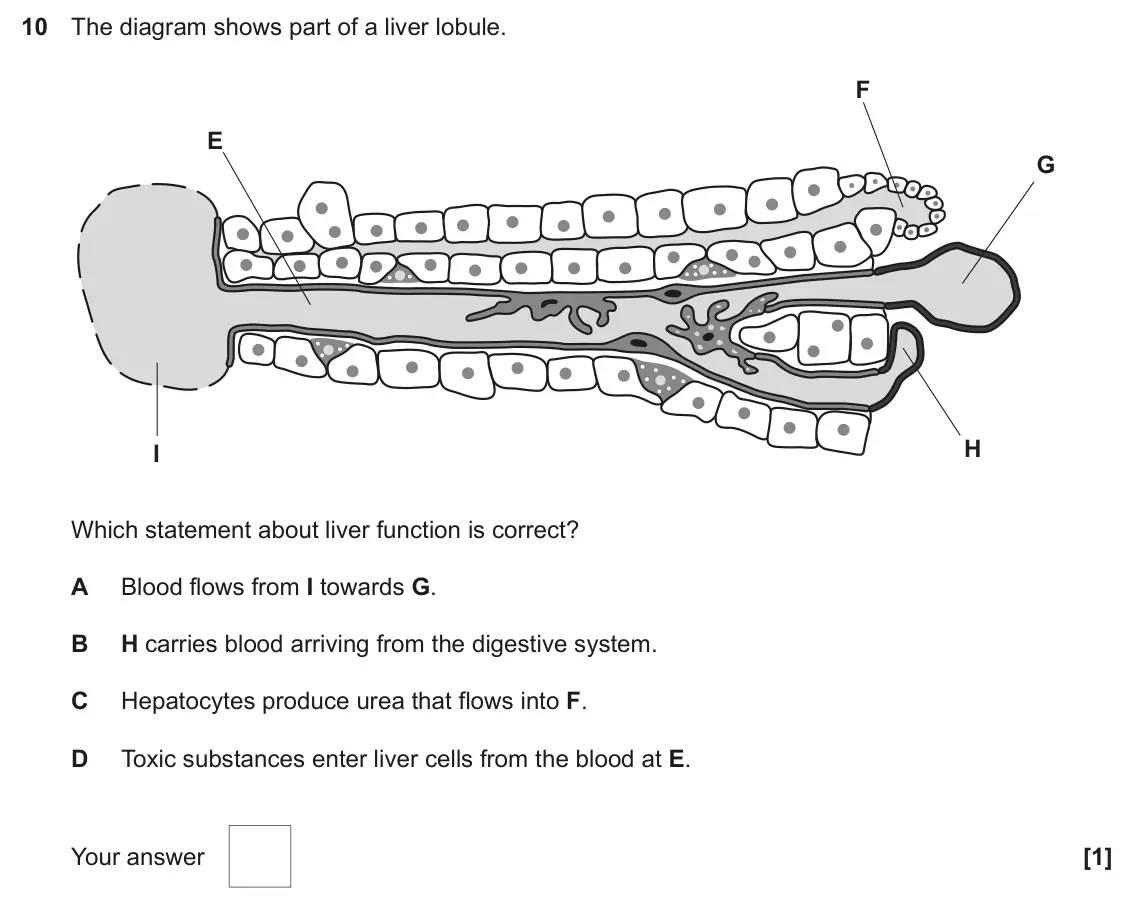 June 2024 Paper 1, question 10: The diagram shows part of a liver lobule. F E G H I Which statement about liver function is correct? A Blood flows from I towards G. B H carries blood arriving