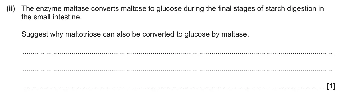 June 2024 Paper 1, question 16(c)(ii): The enzyme maltase converts maltose to glucose during the final stages of starch digestion in the small intestine. Suggest why maltotriose can also be converted
