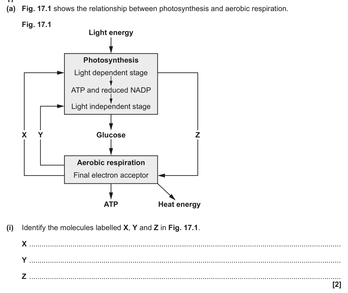 June 2024 Paper 1, question 17(a)(i): Identify the molecules labelled X, Y and Z in Fig. 17.1. X Y Z [2]