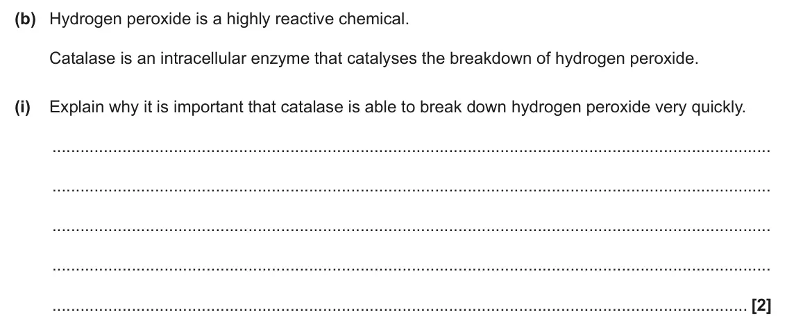 June 2024 Paper 1, question 21(b)(i): Explain why it is important that catalase is able to break down hydrogen peroxide very quickly. [2]