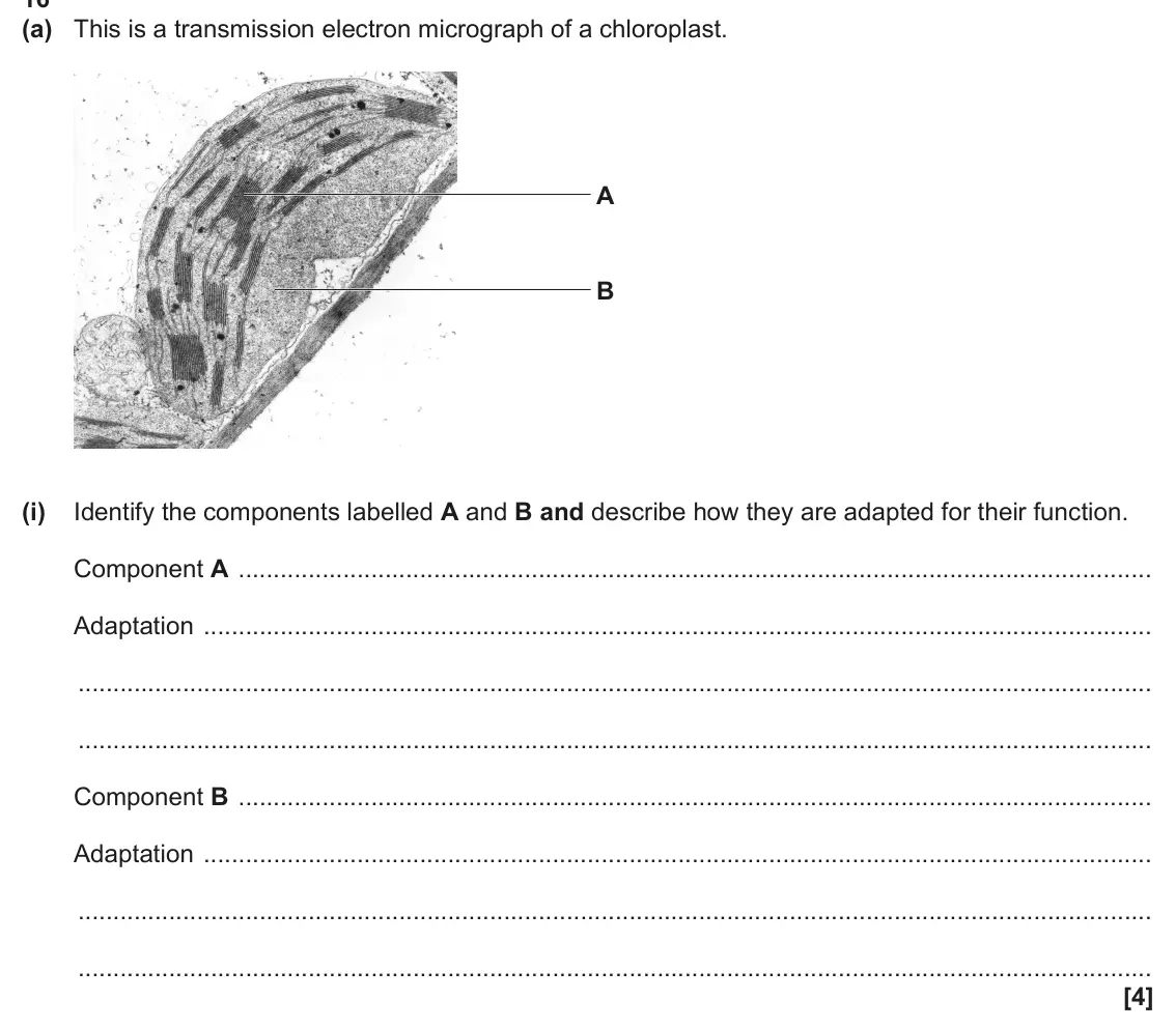 June 2025 Paper 1, question 16(a)(i): Identify the components labelled A and B and describe how they are adapted for their function. Component A Adaptation Component B Adaptation [4]