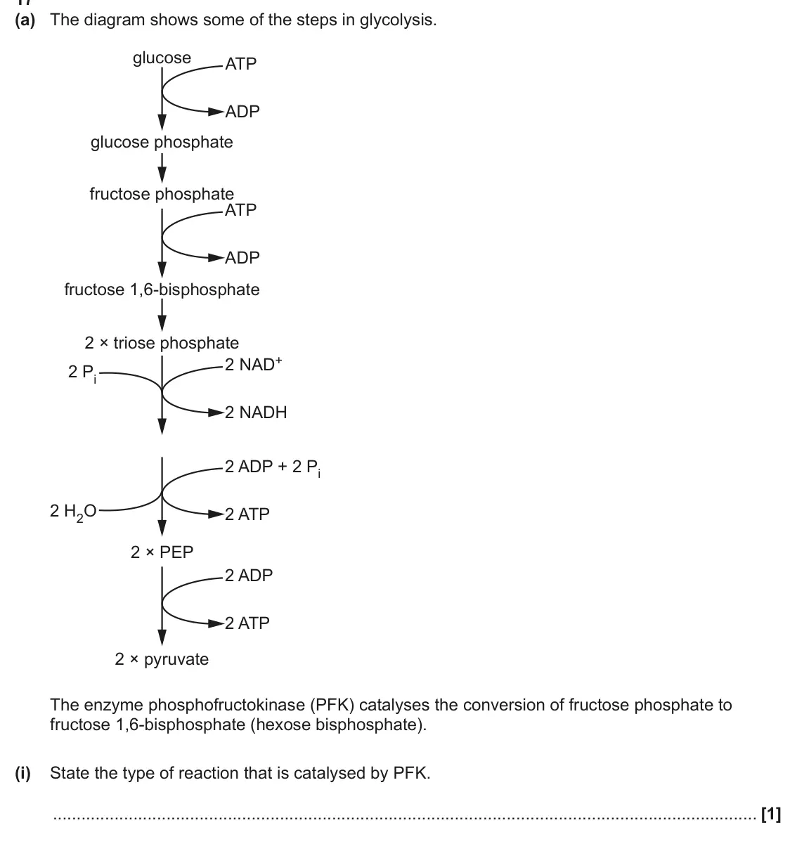June 2025 Paper 1, question 17(a)(i): State the type of reaction that is catalysed by PFK. [1]