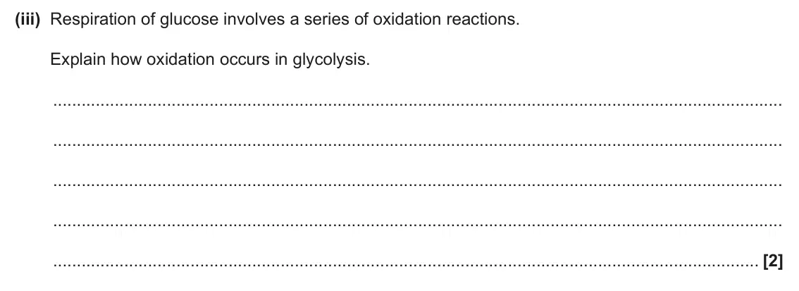 June 2025 Paper 1, question 17(c)(iii): Respiration of glucose involves a series of oxidation reactions. Explain how oxidation occurs in glycolysis. [2]