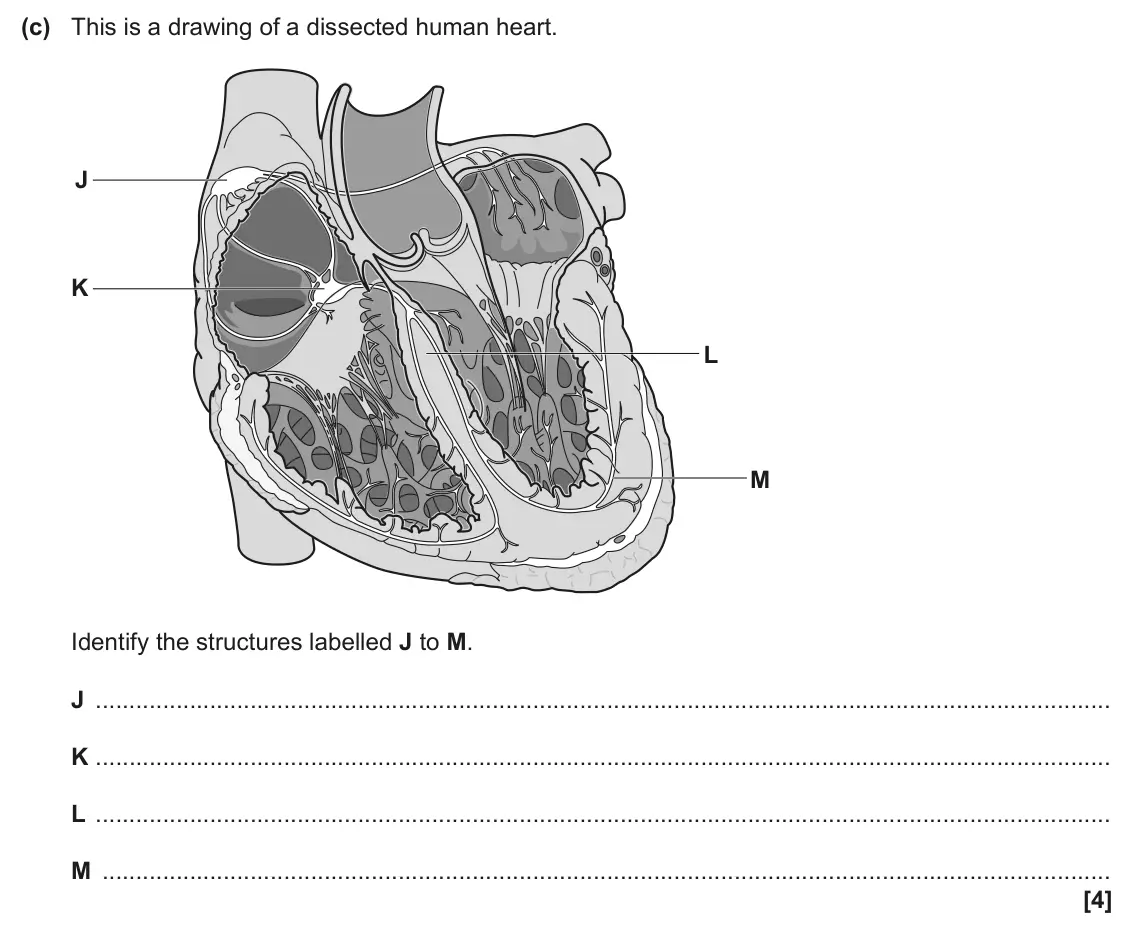 June 2025 Paper 1, question 20(c): This is a drawing of a dissected human heart. J K L M Identify the structures labelled J to M. J K L M [4]