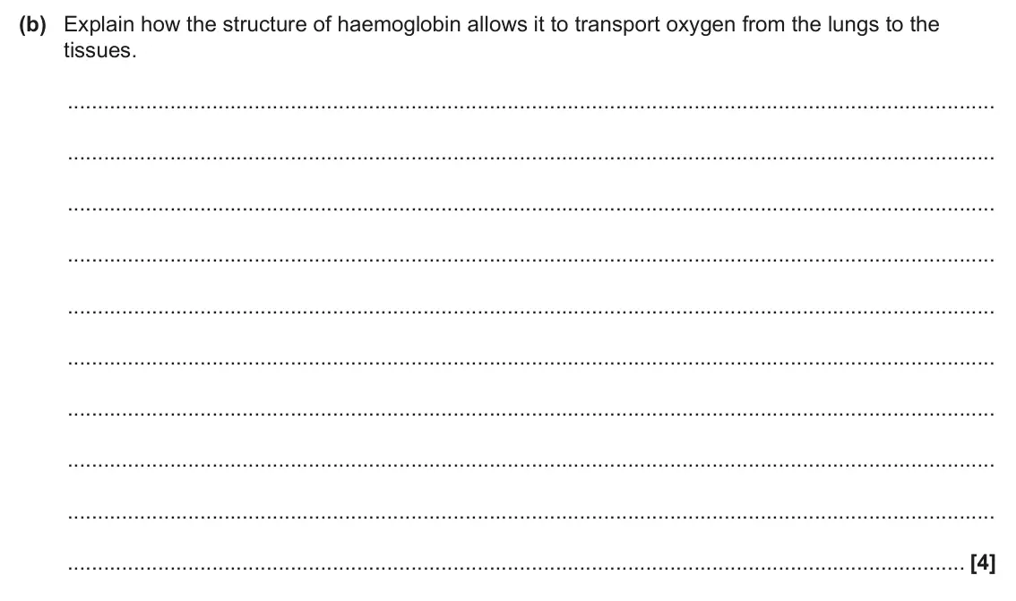June 2025 Paper 1, question 21(b): Explain how the structure of haemoglobin allows it to transport oxygen from the lungs to the tissues. [4]