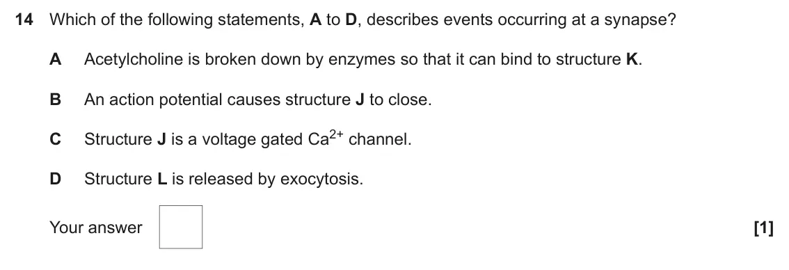 November 2020 Paper 1, question 14: Which of the following statements, A to D, describes events occurring at a synapse? A Acetylcholine is broken down by enzymes so that it can bind to structure K