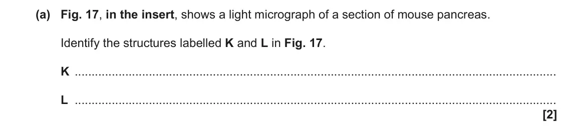 November 2021 Paper 1, question 17(a): Fig. 17, in the insert, shows a light micrograph of a section of mouse pancreas. Identify the structures labelled K and L in Fig. 17. K L [2]