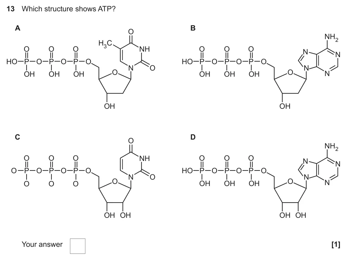 June 2022 Paper 2, question 13: Which structure shows ATP? A B O NH2 H3C O O O NH O O O N N HO P O P O P O HO P O P O P O N O N O O N OH OH OH OH OH OH OH OH C D O NH2 O O O NH O O O N N O P O